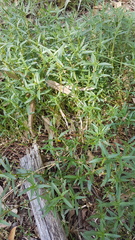 Alternanthera denticulata