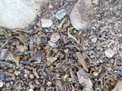 Trachelopachys