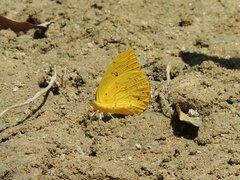 Phoebis philea philea