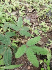 Mimosa pudica