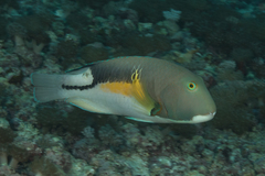 Orange-Dotted Tuskfish photo 5