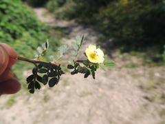 Kallstroemia rosei