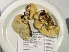 Tyromyces galactinus