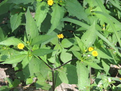 Melampodium divaricatum