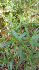 Alternanthera denticulata