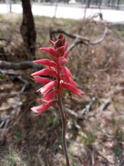 Sacoila lanceolata