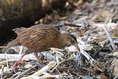 Gallirallus australis australis