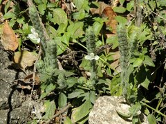 Tetramerium nervosum