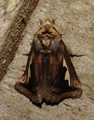 Didugua argentilinea