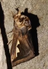 Didugua argentilinea