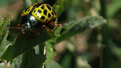 Calligrapha polyspila