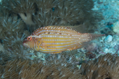 Pteragogus enneacanthus