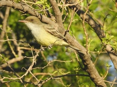 Myiarchus swainsoni
