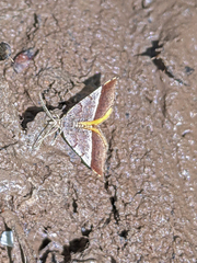 Mellilla xanthometata