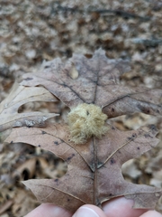 Callirhytis infuscata