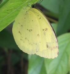 Eurema hecabe hecabe