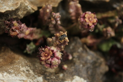 Apteranthes europaea judaica