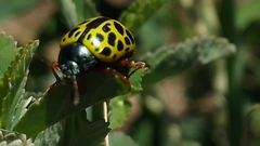 Calligrapha polyspila