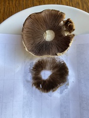 Agaricus californicus