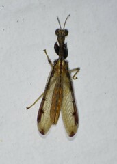 Dicromantispa interrupta