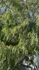 Acacia confusa