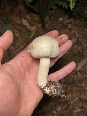 Agaricus californicus
