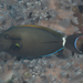 Eyeline Surgeonfish - Photo (c) Mark Rosenstein, some rights reserved (CC BY-NC-SA), uploaded by Mark Rosenstein