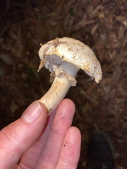 Agaricus californicus