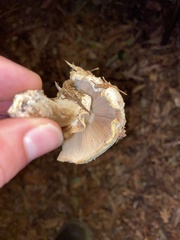Agaricus californicus