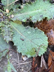 Hypochaeris glabra