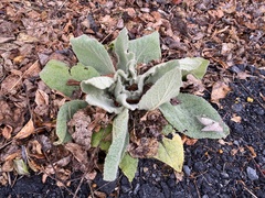 Verbascum thapsus