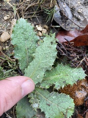 Hypochaeris glabra