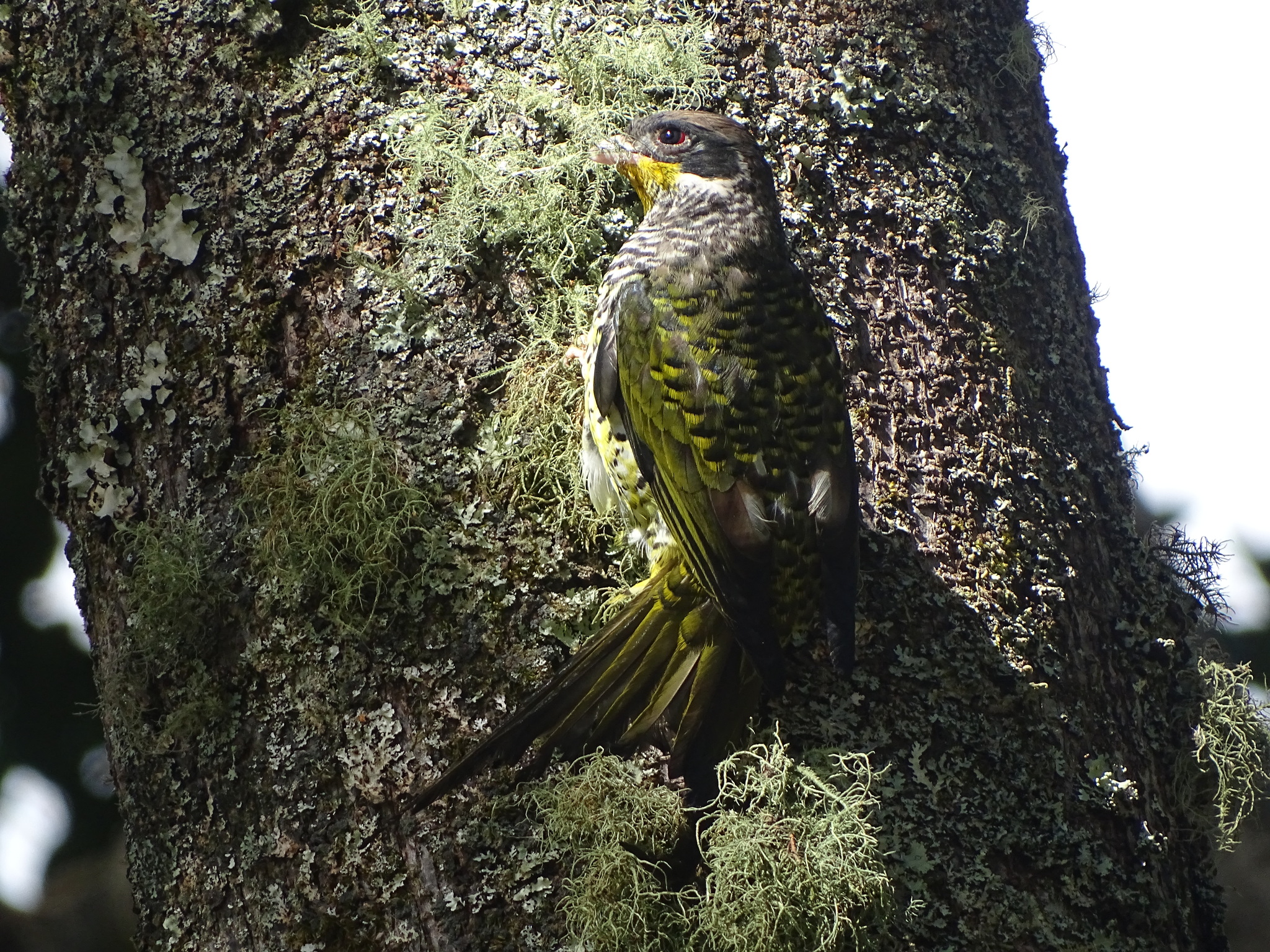 Swallow-tailed Cotinga (Phibalura flavirostris), photo 10