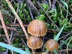 Mycena leptocephala