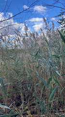 Phragmites australis