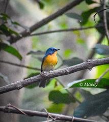 Cyornis tickelliae