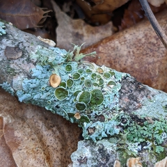 Parmotrema perforatum