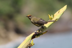 Anthornis melanura