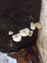 Schizophyllum commune