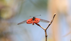 Acraea ranavalona