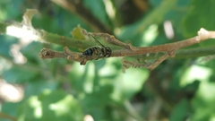 Pseudoscaeva meridionalis