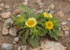 Asteriscus aquaticus