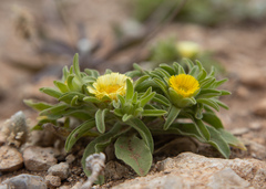 Asteriscus aquaticus
