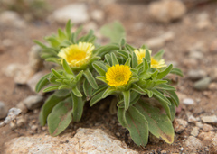 Asteriscus aquaticus