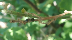 Pseudoscaeva meridionalis