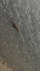 Gryllodes sigillatus