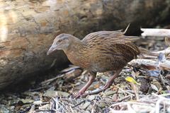 Gallirallus australis australis