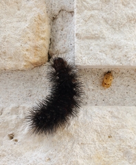 Arctiinae