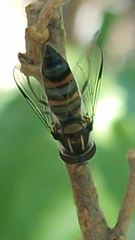 Pseudoscaeva meridionalis