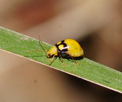 Monolepta oculata